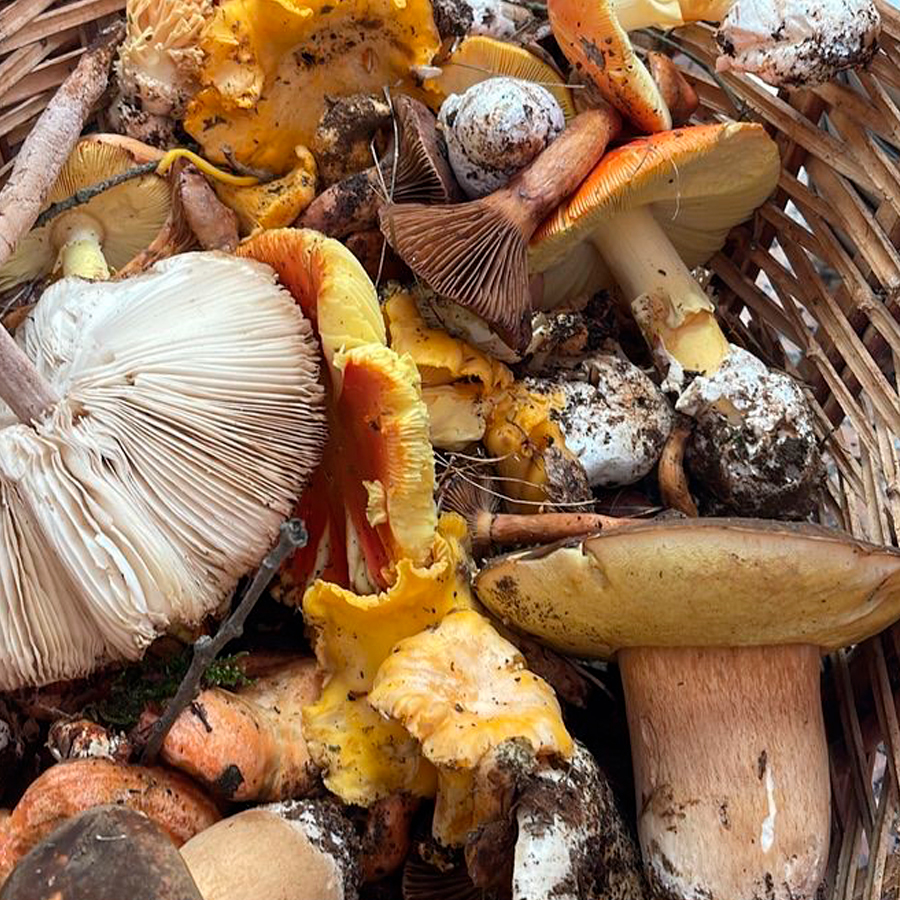 Busca i aprèn a cuinar bolets