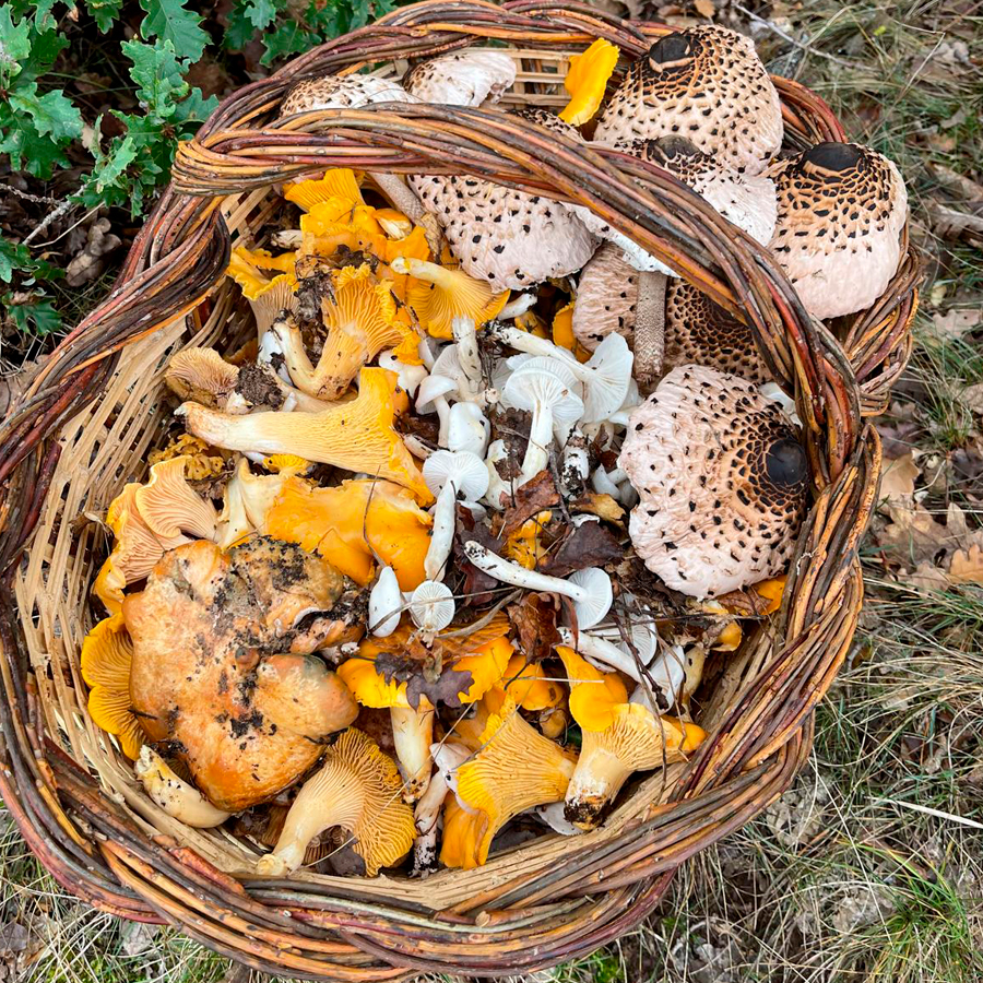 Busca i aprèn a cuinar bolets